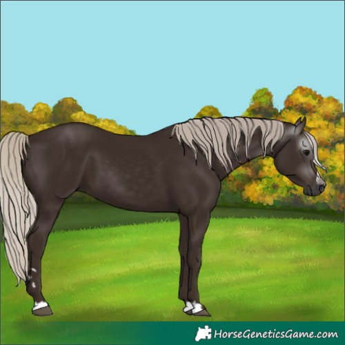 Horse Color:Gray Silver Black 