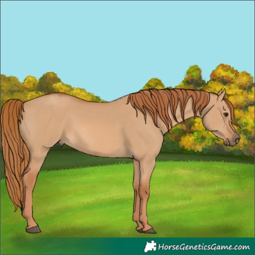 Horse Color:Red Dun 