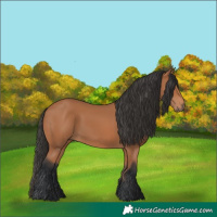 Horse Color:Bay 