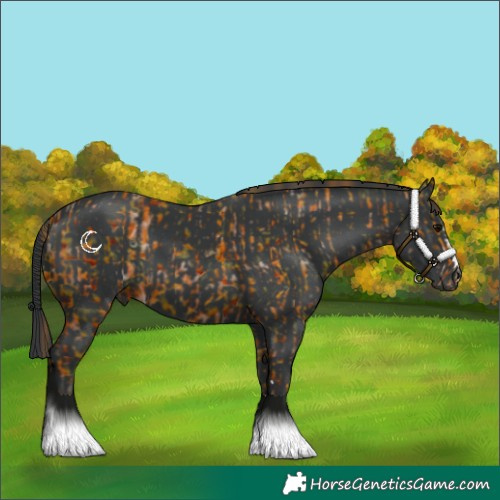 Horse Color:Black  and Black 