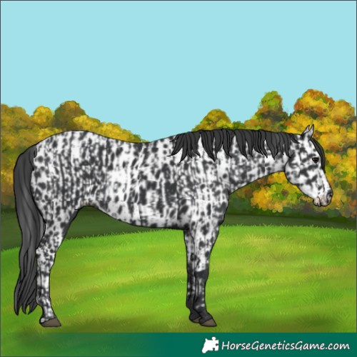 Horse Color:Black and Black Appaloosa