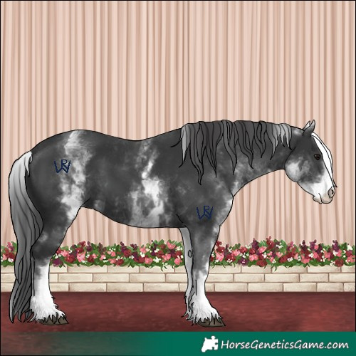 Horse Color:White Spotted Black 