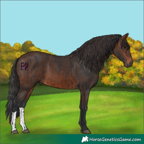 Horse Color:Black and Brown