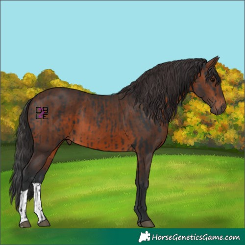 Horse Color:Black  and Brown 