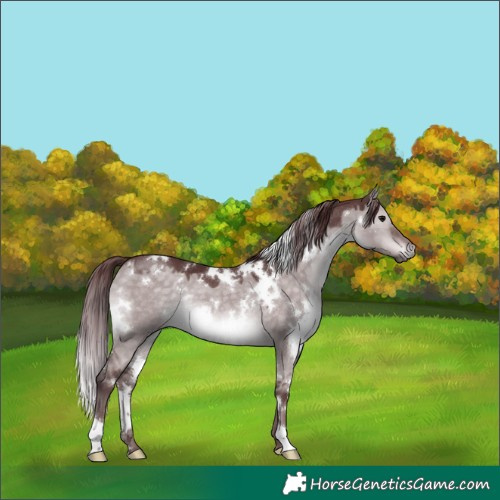 Horse Color:Platinum White Spotted Chocolate Brown Dun 