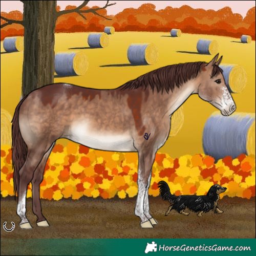 Horse Color:Chocolate Brown Dun Sabino Tobiano Rabicano 