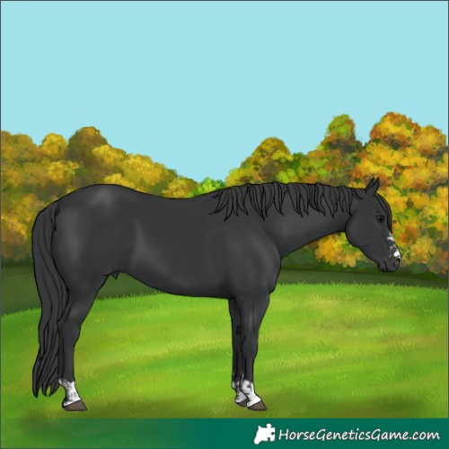 Horse Color:Black  and Black 