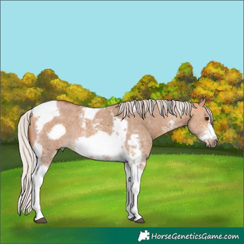 Horse Color:Silver Bay Dun Sabino Tobiano Frame Rabicano 