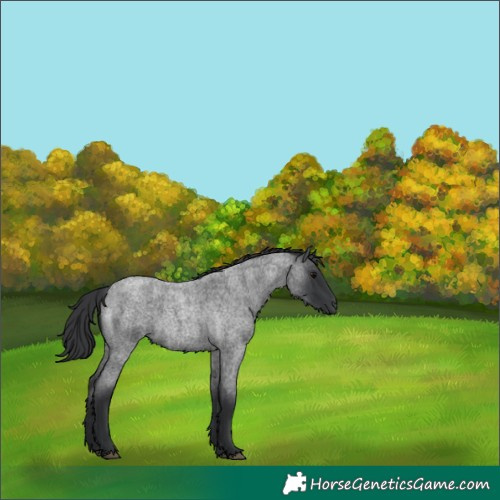 Horse Color:Blue Roan  and Blue Roan 