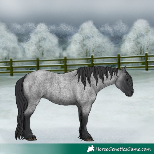 Horse Color:Blue Roan  and Blue Roan 