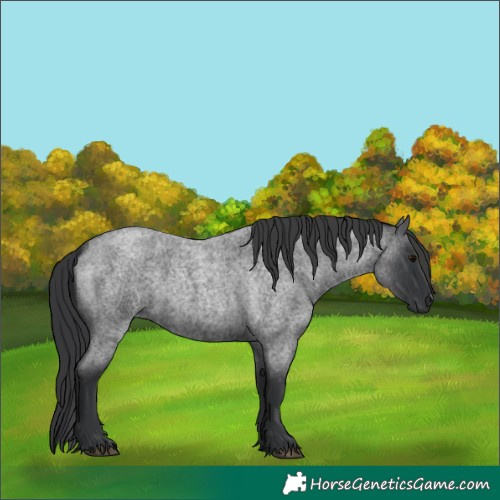 Horse Color:Blue Roan  and Blue Roan 