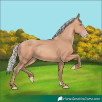 Horse Color:Silver Amber Champagne Frame 