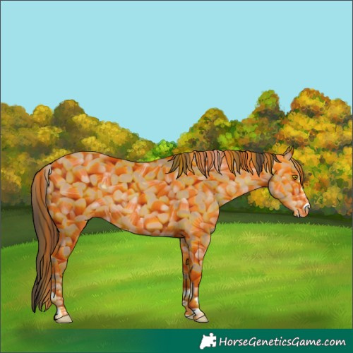 Horse Color:Amber Champagne 
