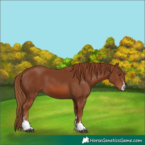 Horse Color:Chestnut 