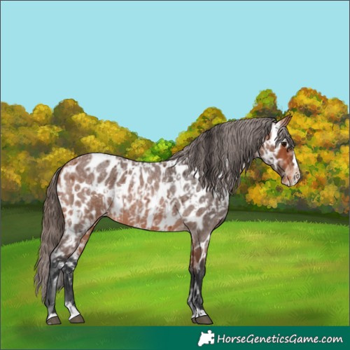 Horse Color:Bay Roan Appaloosa  and Bay Roan Splash Appaloosa 