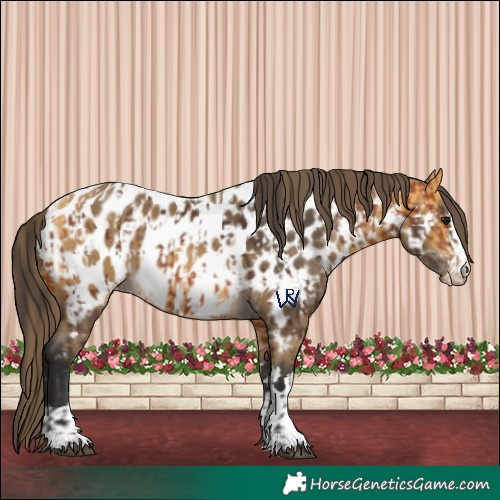 Horse Color:Bay Appaloosa and Buckskin Appaloosa