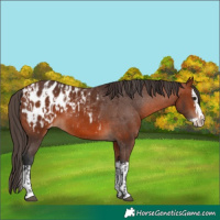 Horse Color:Bay Appaloosa  and Bay Splash Appaloosa 