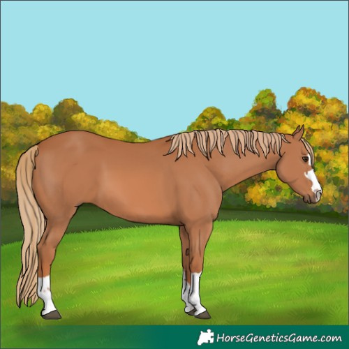 Horse Color:Unknown 