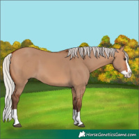 Horse Color:Silver Bay Dun Splash