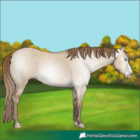 Horse Color:Gray Smoky Creme Dun Splash 