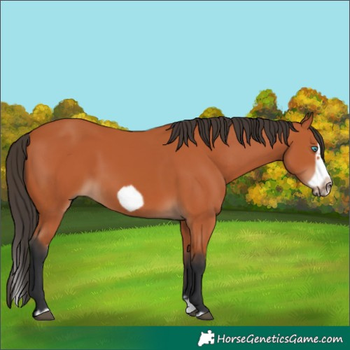 Horse Color:Bay Splash Frame