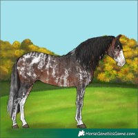 Horse Color:Bay Sabino Splash Appaloosa and Brown Sabino Splash Appaloosa