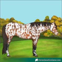 Horse Color:Bay Appaloosa  and Bay Appaloosa 