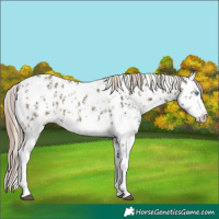 Horse Color:Liver Chestnut Sabino Splash Appaloosa  and Liver Red Dun Sabino Splash Appaloosa 