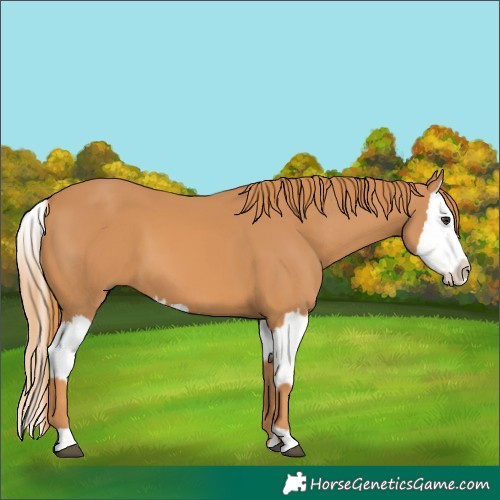 Horse Color:Chestnut  and Chestnut Splash 
