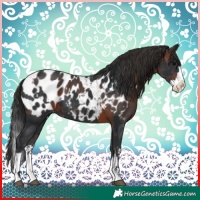 Horse Color:Black Sabino Splash Appaloosa and Brown Sabino Splash Appaloosa