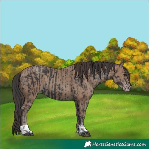 Horse Color:Unknown 