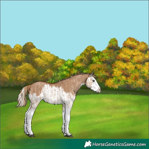 Horse Color:Red Dun Splash  and Red Dun Splash 