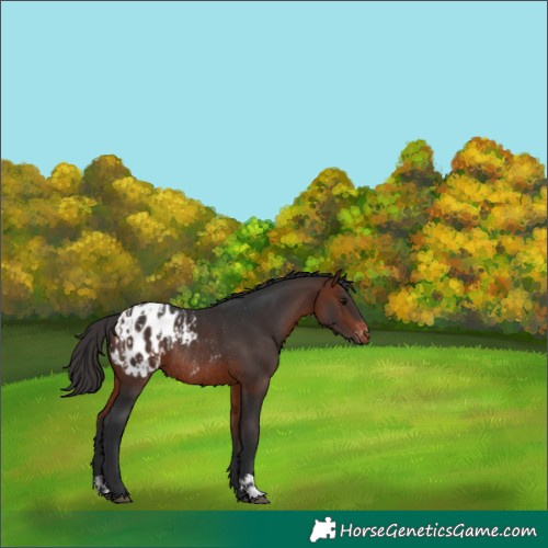 Horse Color:Bay Appaloosa  and Bay Appaloosa Rabicano 