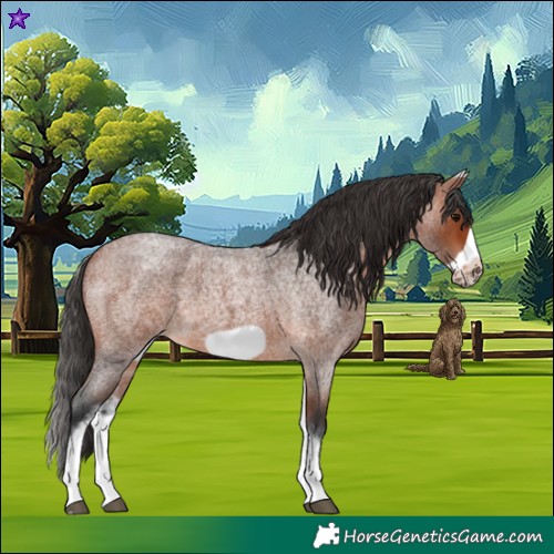 Horse Color:White Spotted Bay Roan Frame