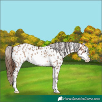 Horse Color:Bay Frame Appaloosa  and Amber Champagne Frame Appaloosa 