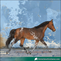 Horse Color:Bay and Buckskin Tobiano
