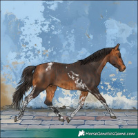 Horse Color:Bay and Buckskin Tobiano