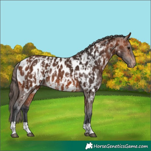 Horse Color:Bay Appaloosa  and Bay Appaloosa 