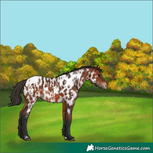 Horse Color:Bay Near Leopard  and Bay Near Leopard 