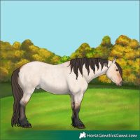 Horse Color:Bay Roan Dun 