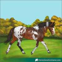 Horse Color:Bay Blanket and Bay Tobiano Blanket