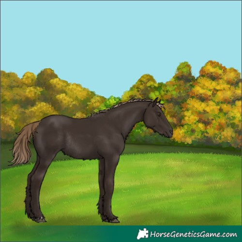 Horse Color:Liver Chestnut Rabicano 