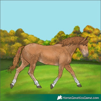 Horse Color:Chestnut Tobiano 