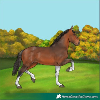 Horse Color:White Spotted Bay 