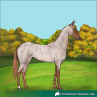 Horse Color:Red Roan 