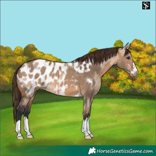 Horse Color:Bay Dun Appaloosa  and Bay Dun Appaloosa 