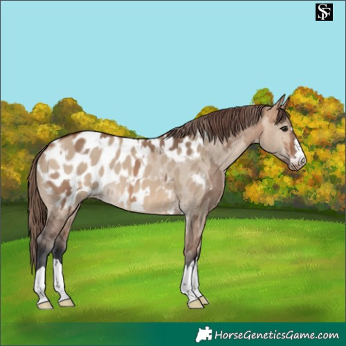 Horse Color:Bay Dun Near Leopard  and Bay Dun Near Leopard 
