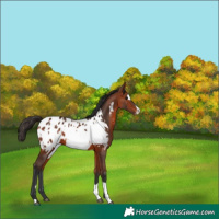 Horse Color:Bay Blanket and Bay Frame Blanket