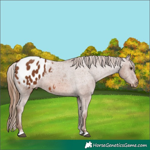 Horse Color:Chestnut Appaloosa