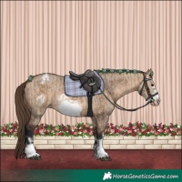 Horse Color:Bay Dun Frame Appaloosa  and Bay Dun Frame Appaloosa 